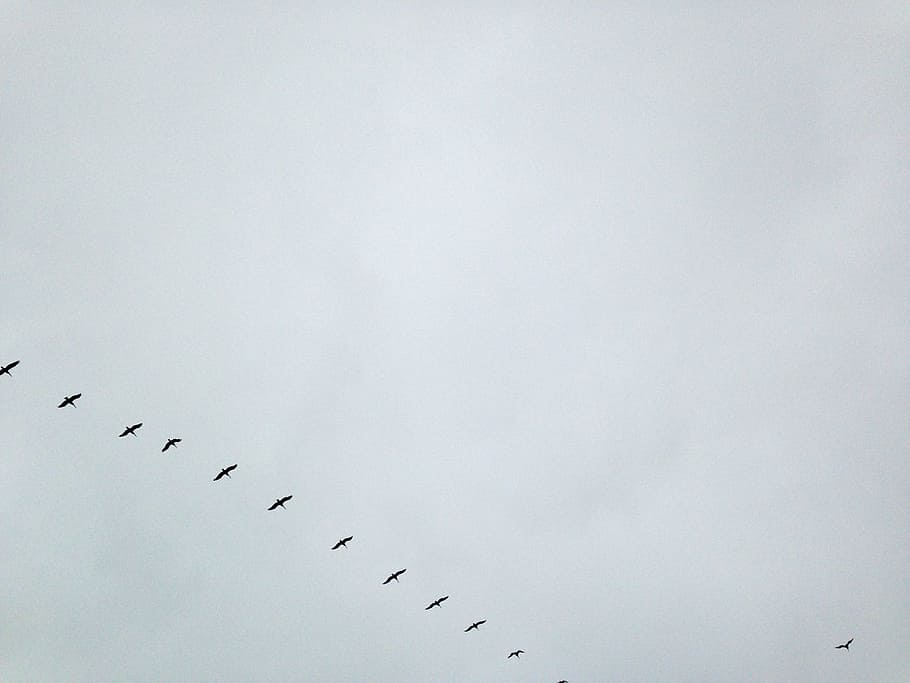 sky, clouds, birds, grey, cloudy, low angle view, animals in the wild HD wallpaper