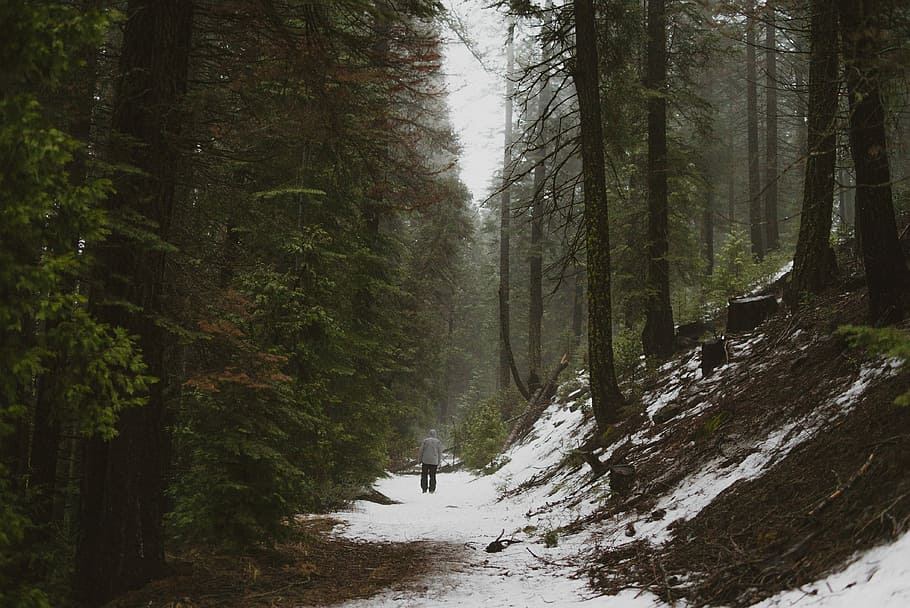 person walking on snow covered pathway, person walking between trees HD wallpaper