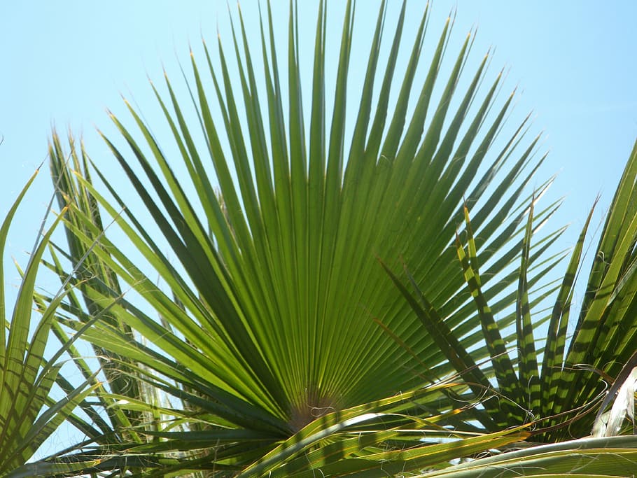 fan palm, palm leaf, green, structure, sky, palm fronds, leaves HD wallpaper