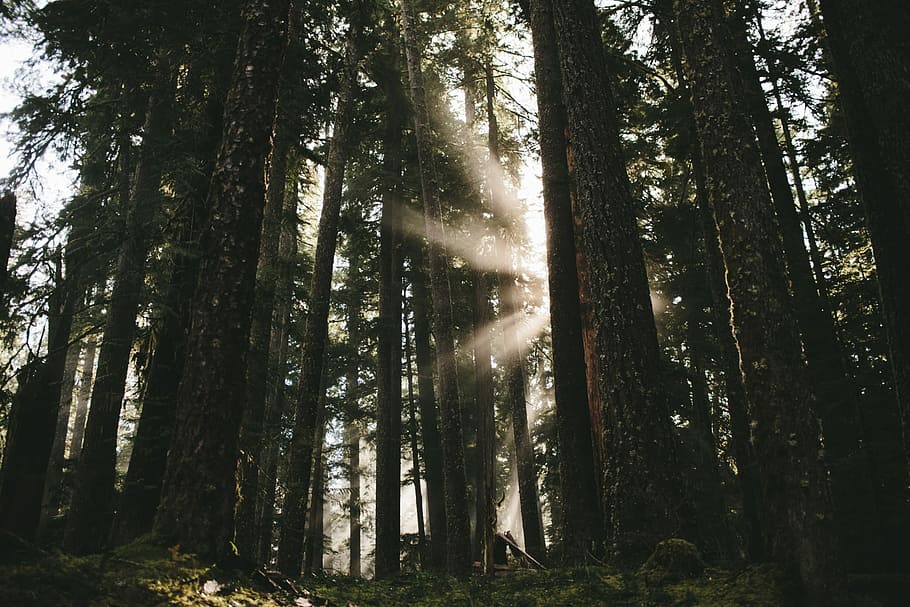 green forest trees photography, worm's eye view photography of forest HD wallpaper