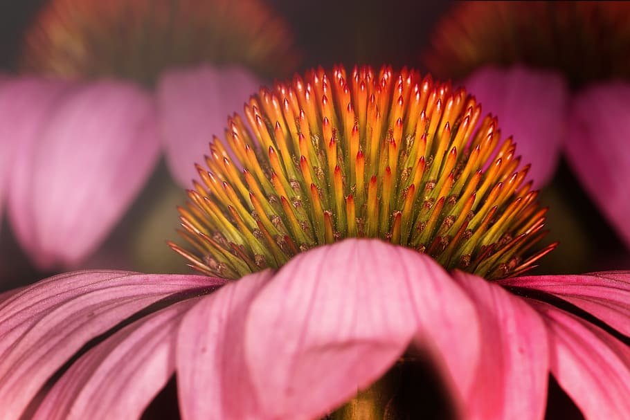 nature, flower, echinacea, pink, pink flower, garden, spring HD wallpaper