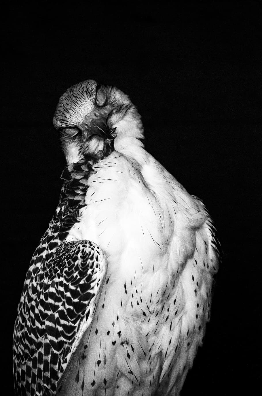 Falcon, Plumage, Feather, Clean, Care, black and white image HD wallpaper