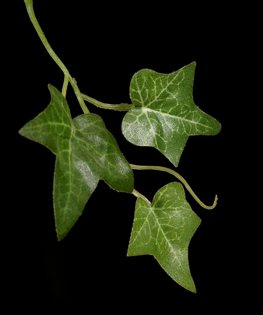 three green plastic leaves, ivy, climber, leaf, plant part HD wallpaper