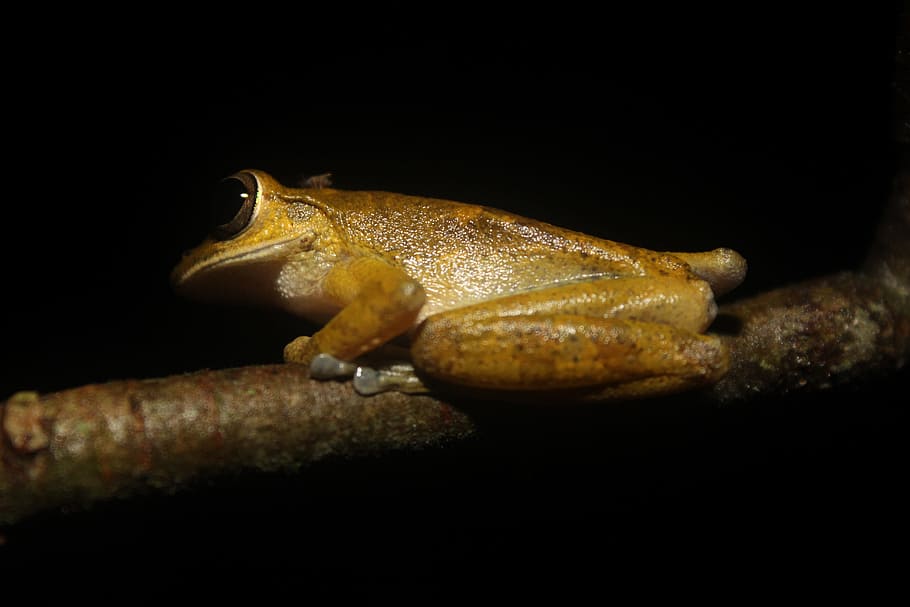Exploring the Rainforest in Costa Rica, macro photography of brown frog on branch HD wallpaper
