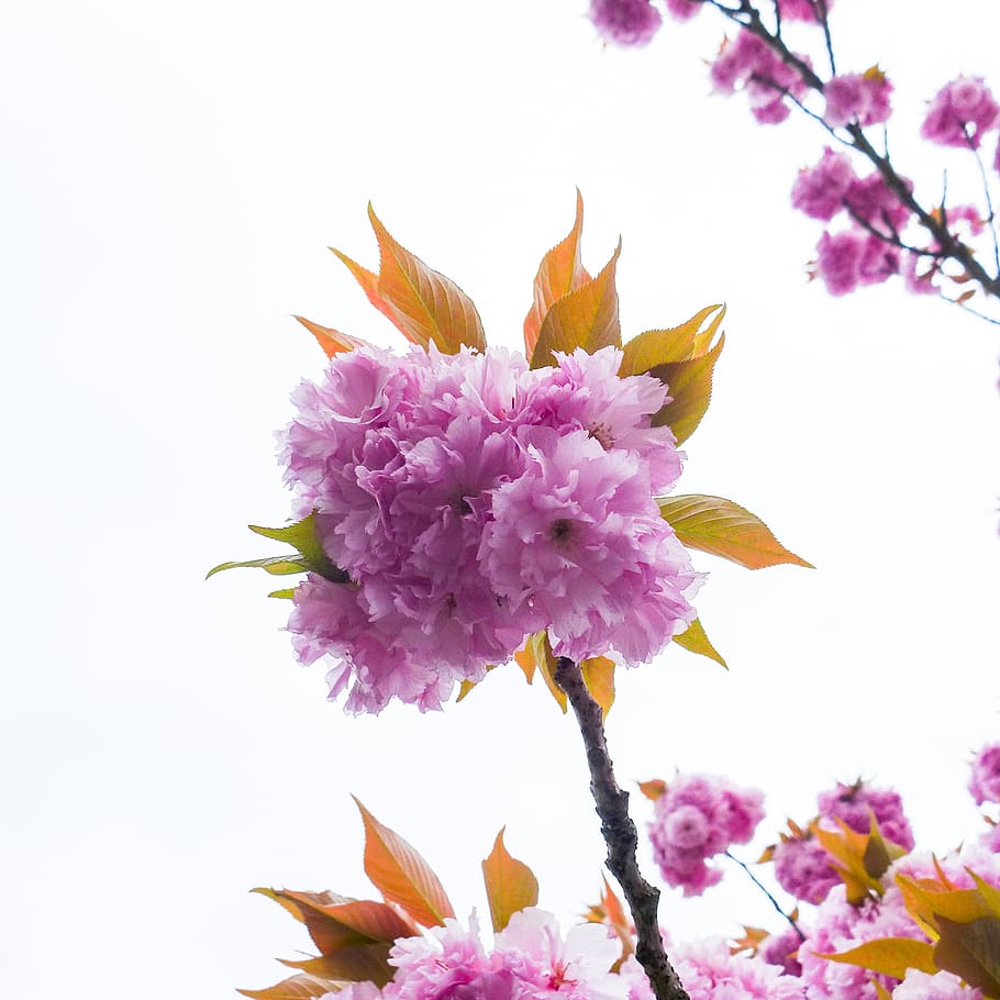 blossom, bloom, pink, tree, spring, nature, garden, tender HD wallpaper