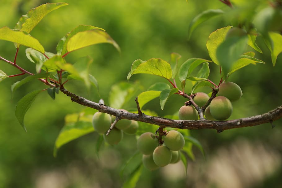 nature, leaf, plum, fruit, plants, abstract, spring, cooking HD wallpaper