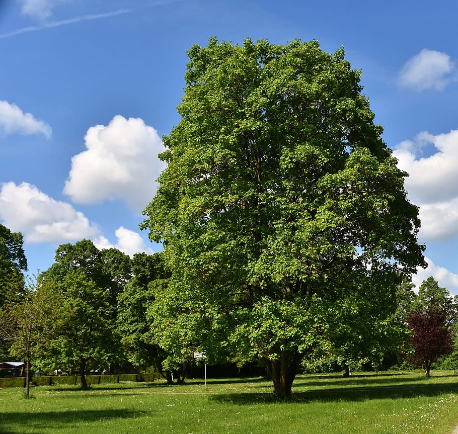Tree, Nature, Landscape, Blue Sky, clouds, park, green color HD wallpaper