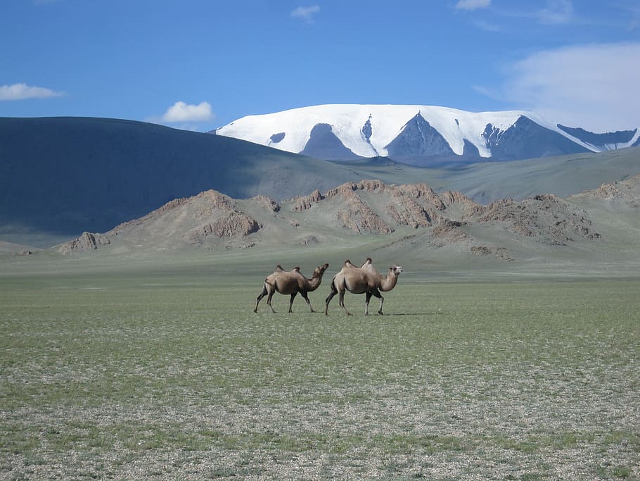 two camels walking near snow-covered mountain during daytime, HD wallpaper