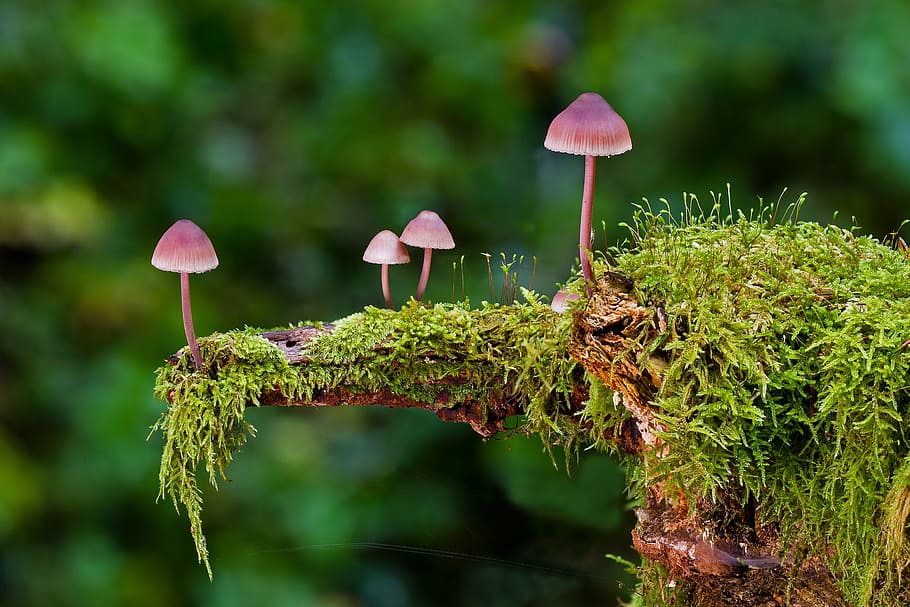 four red mushrooms on tree moss, mini mushroom, sponge, autumn