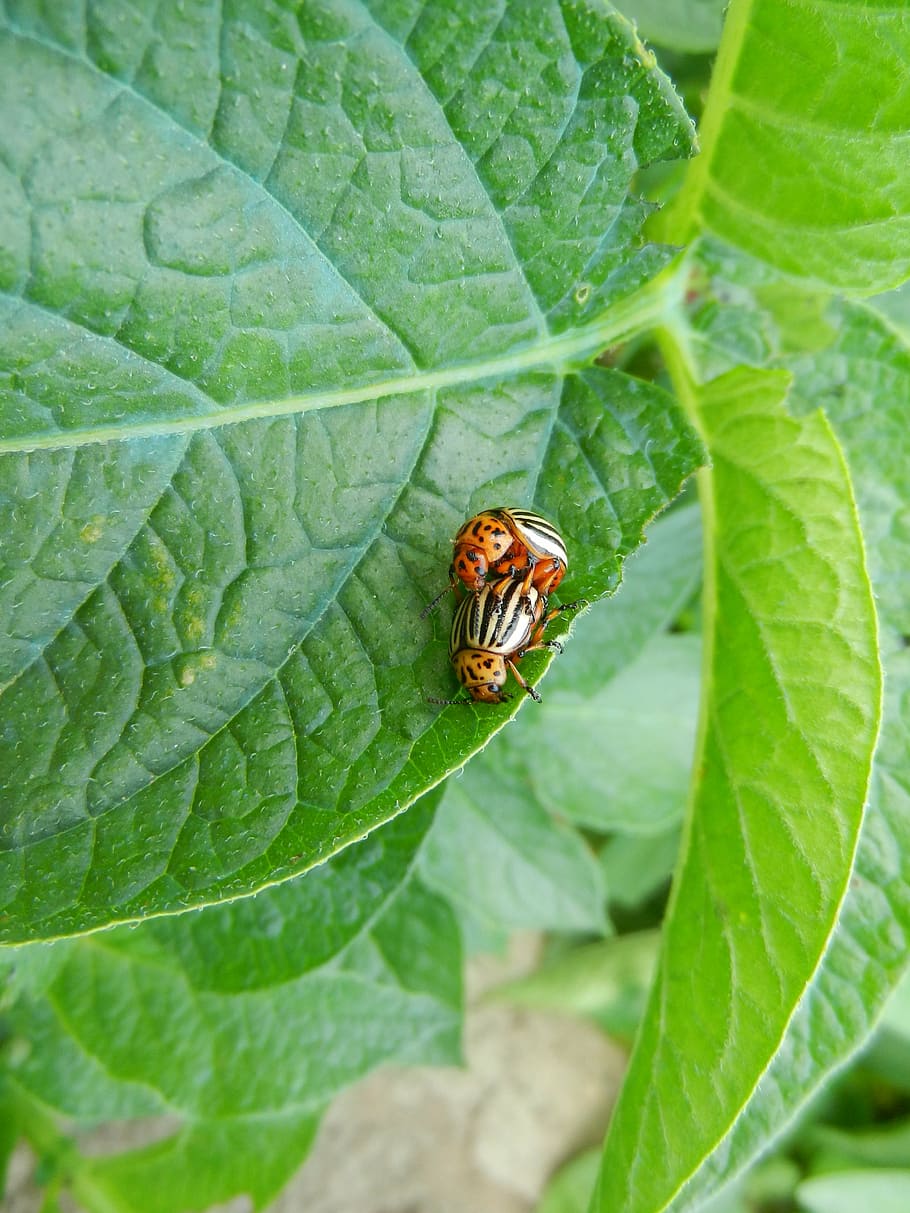 silver potato, beetle, nature, insect, animal, close-up, wildlife HD wallpaper