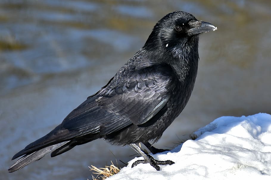 In snow raven 