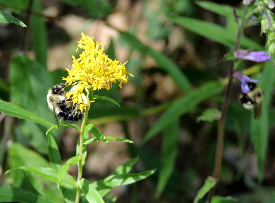 bumble bee, flower, insect, yellow, colorful, grass, floral HD wallpaper
