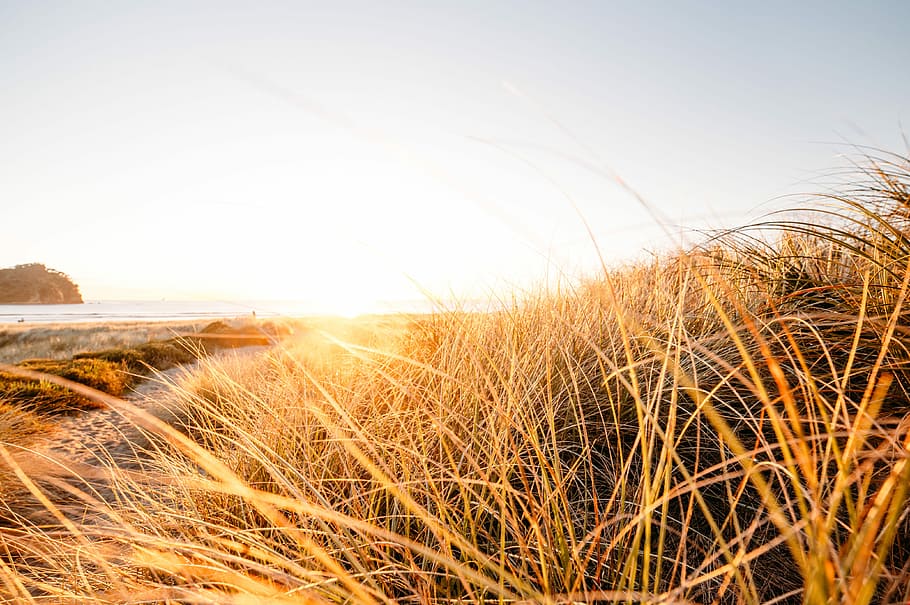 photograph of grass field near beach, photography of brown grass beside seashore during daytime HD wallpaper
