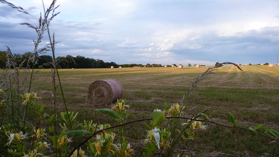 Field, Haystack, Honeysuckle, sky, agriculture, rural scene HD wallpaper