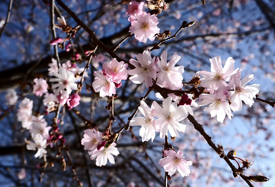 closeup photo of cherry blossoms, spring, flowers, pink, white
