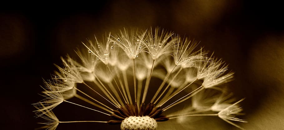 photo of dandelion, seeds, drip, texture, macro, close, nature HD wallpaper