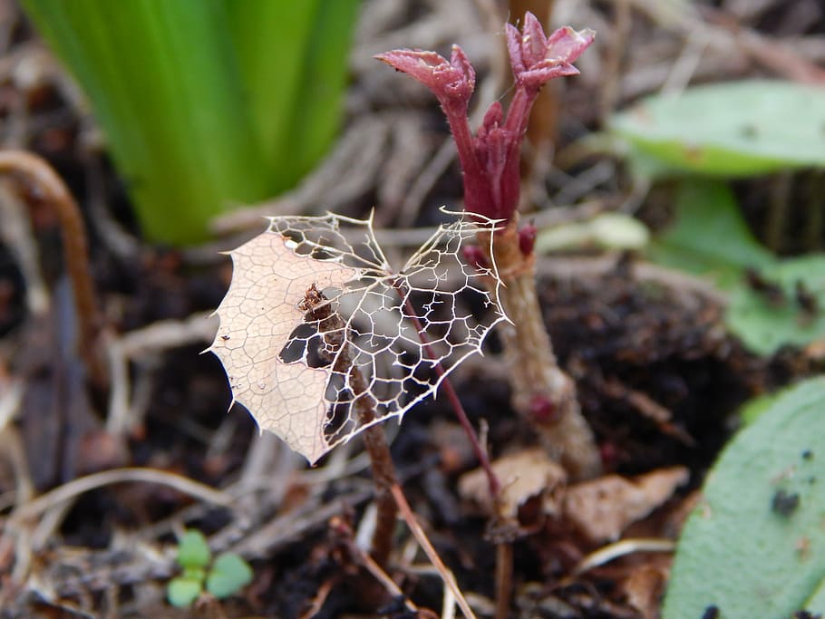 plant, autumn, leaf, close-up, growth, nature, plant part, no people HD wallpaper