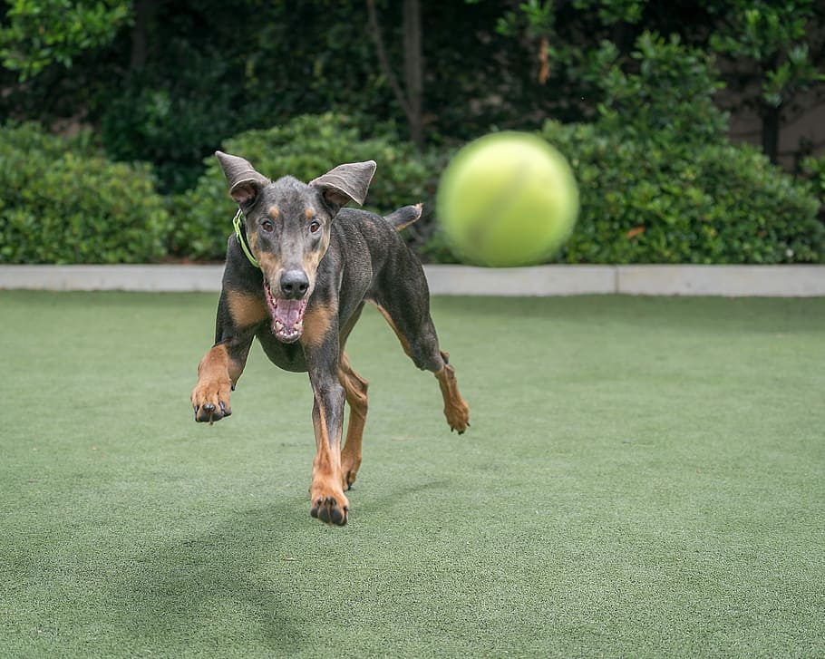 The ball of the dog. Собака ловит тарелку. Собаки гонящий аппарат.