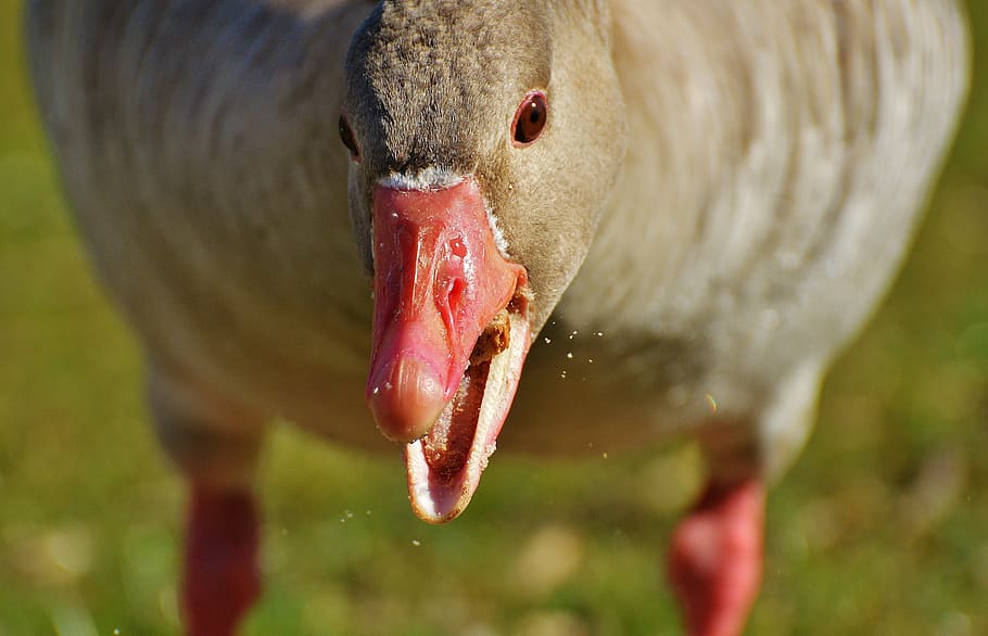 goose, bird, feather, bread, water bird, poultry, bill, plumage HD wallpaper