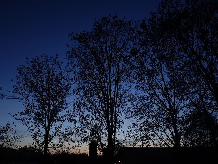 Trees, Twilight, Silhouette, Aesthetic, branches, tangle, abendstimmung HD wallpaper