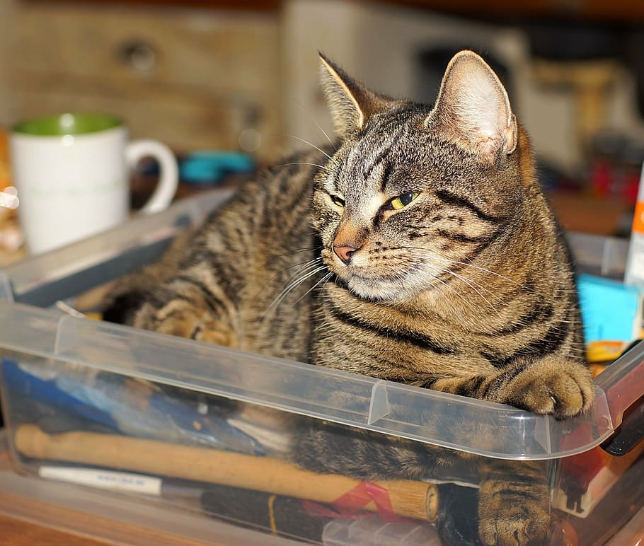 tabby cat laying on plastic tote, female, kitchen, domestic cat