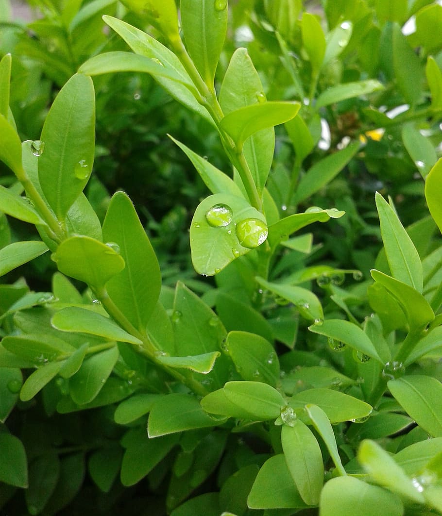 boxwood, green, drip, plant, drop of water, leaves, buxus sempervirens, HD wallpaper