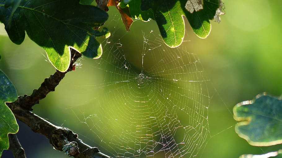 Spiderweb, Dew, Nature, Cobweb, rain, insect, thread, spider web HD wallpaper
