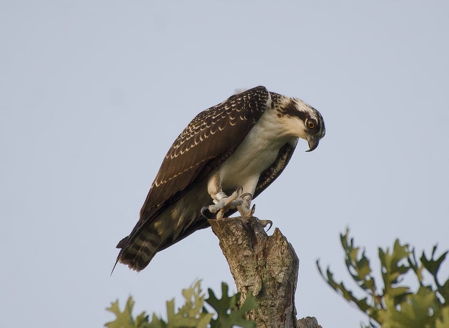 brown and white bird, osprey, perched, raptor, nature, wild HD wallpaper