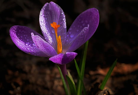 krokus, flower, spring, saffron, flowering plant, freshness HD wallpaper