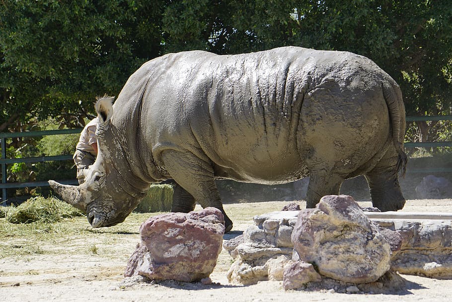 rhinos, placental mammals, black rhino, africa, animals, horn, HD wallpaper