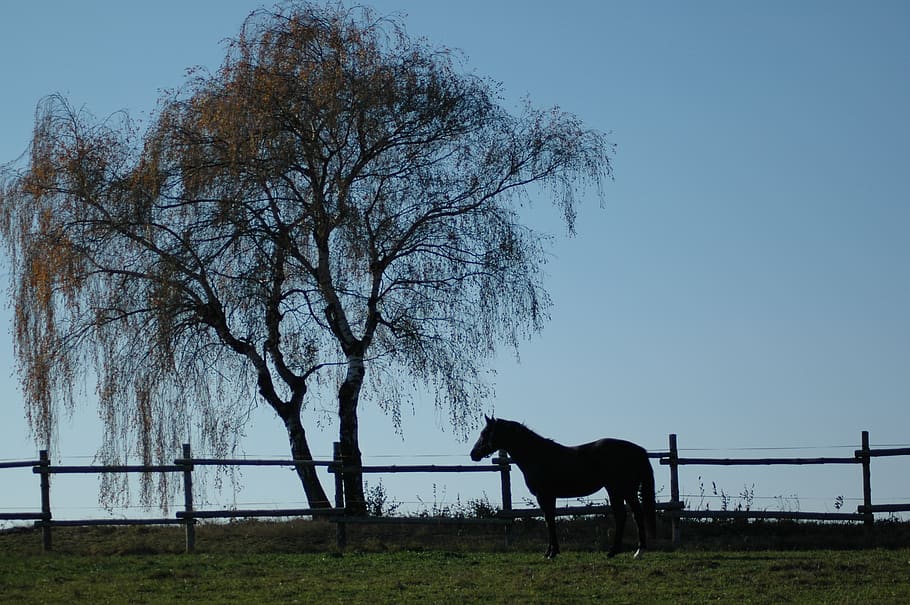 tree, landscape, nature, grass, sky, domestic animals, livestock HD wallpaper