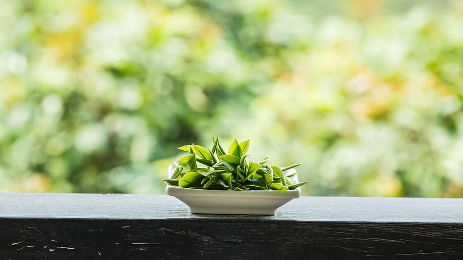 Spring, Alpine, Tea Garden, growth, green color, no people HD wallpaper