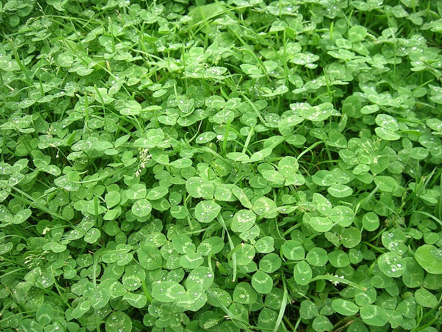 Grass, Clover, Nature, summer, green, green color, backgrounds HD wallpaper