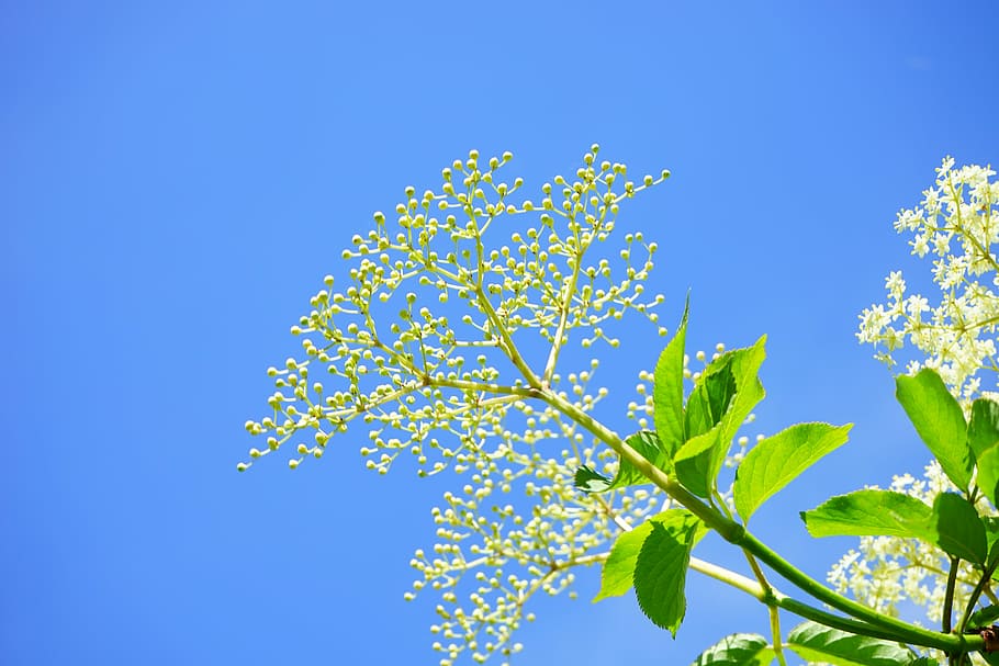 elder buds, black elderberry, elderflower, branch, white, inflorescences