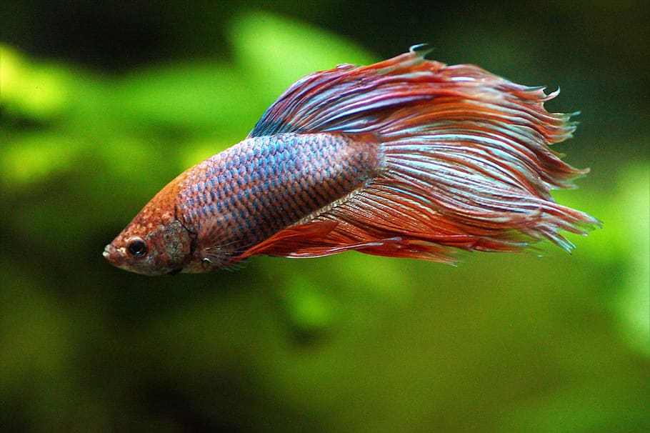 betta, warrior, beta, aquarium, tropical, fishy, veils, male HD wallpaper