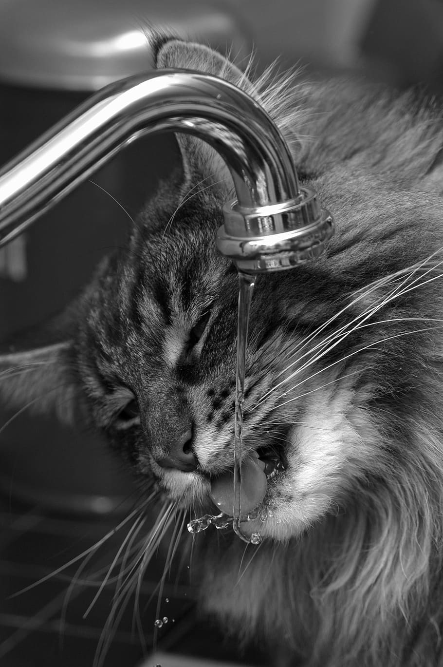 cat drinking on faucet, cats, pet, animal, cat face, feline, animals, HD wallpaper