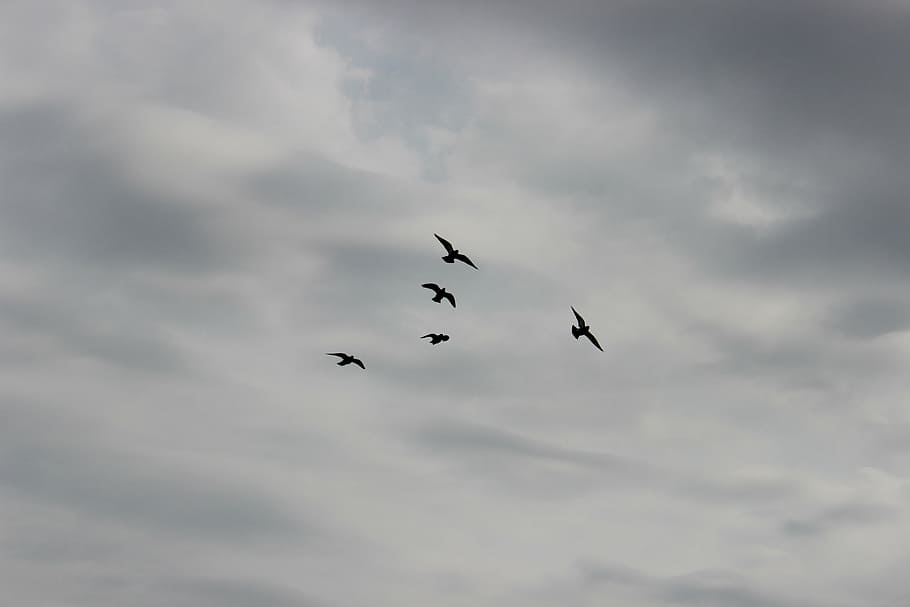 birds, sky, flight, pigeons, pen, wings, nature, skies, clouds HD wallpaper