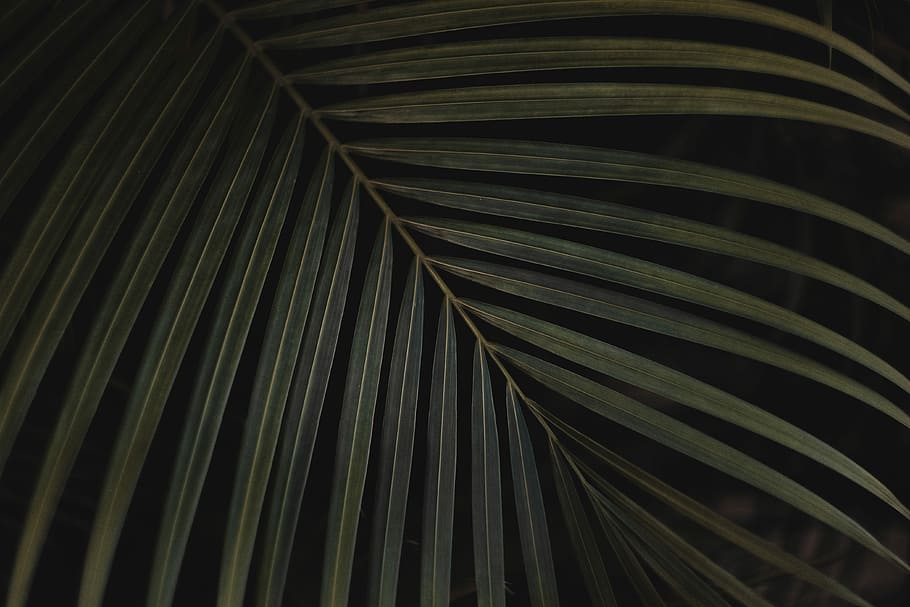 closeup photo of green linear leaf against black background, palm leaves