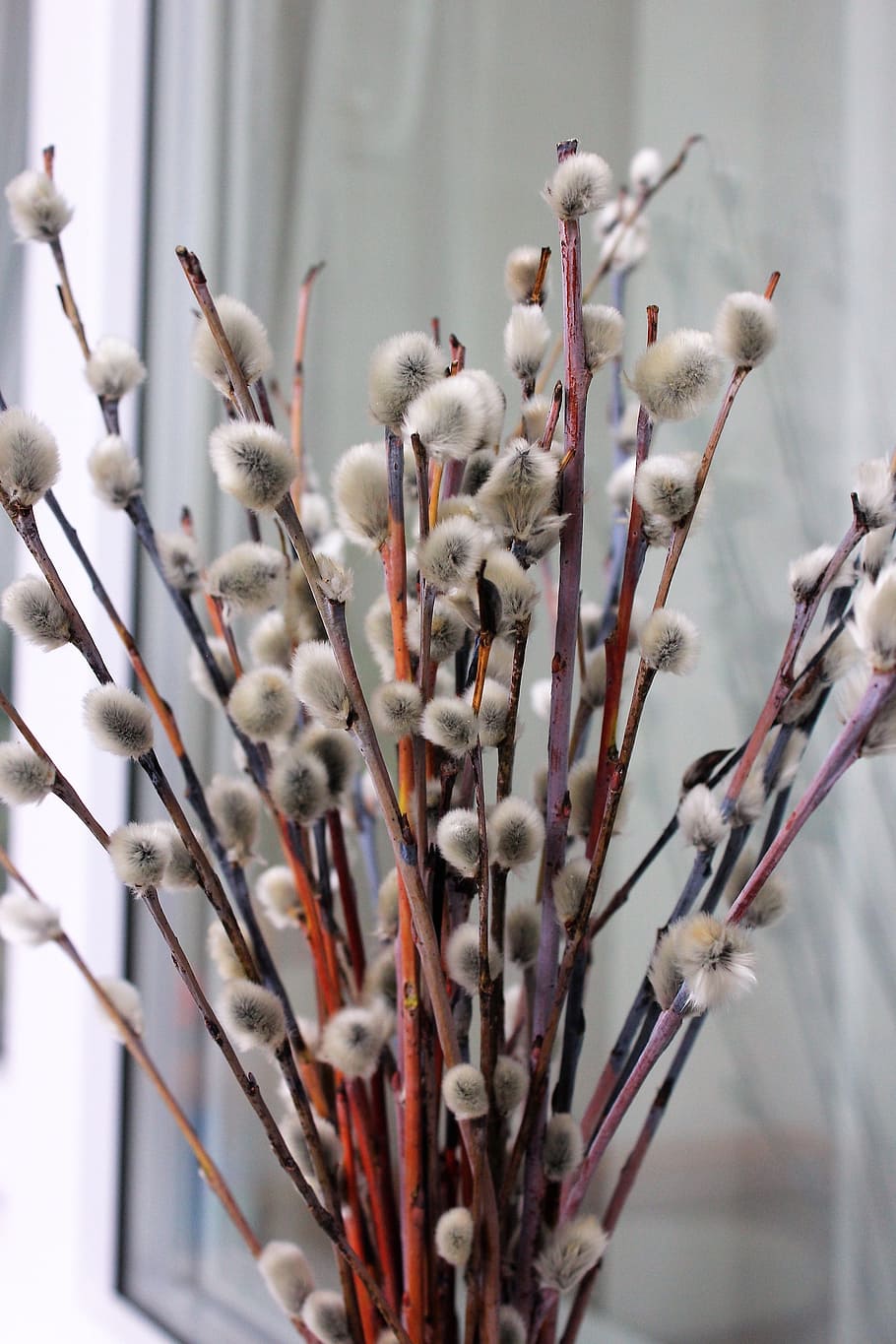 Verba, Spring, Willow, Blooms, willow blooms, nature, flower HD wallpaper
