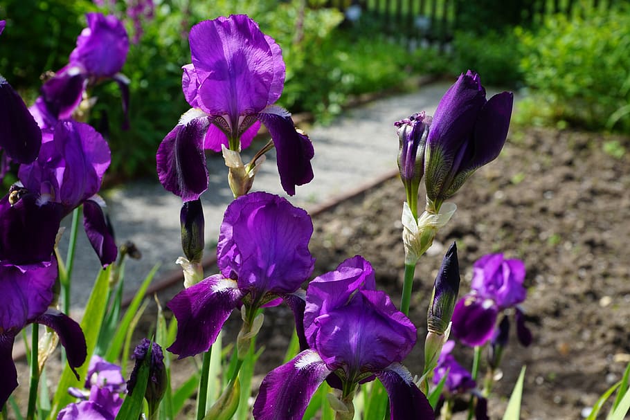 iris, flower, blossom, bloom, blue, nature, dark purple, spring, HD wallpaper