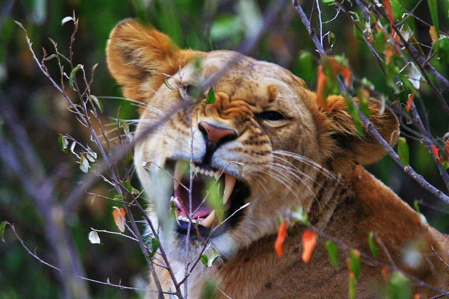 brown tiger on forest, wildlife photography of mountain lion HD wallpaper