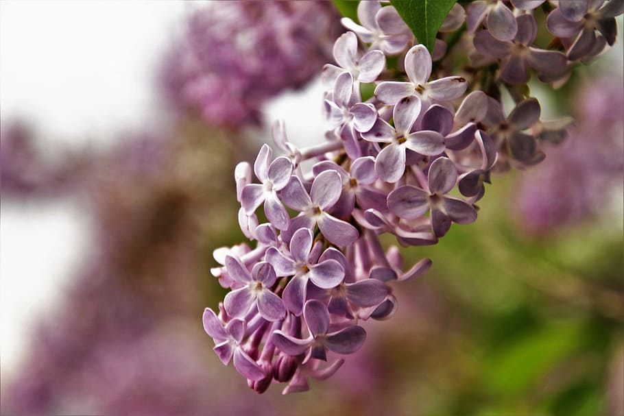without, lilac, flower, nature, spring, may, plant, floral HD wallpaper