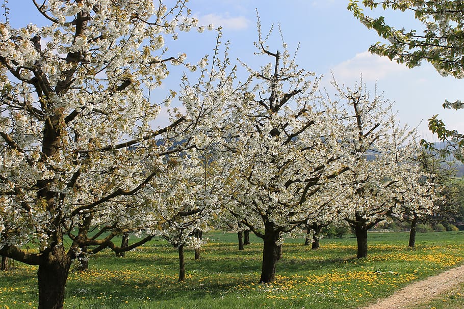 cherries, cherry blossom, plant, tree, flower, flowering plant HD wallpaper