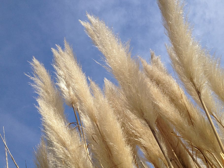 plants, sky, nature, flora, blue, branches, foliage, cereal plant HD wallpaper