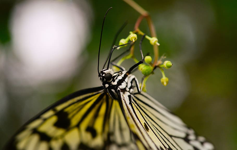 butterfly, upside down, hanging, insect, green, nature, macro HD wallpaper