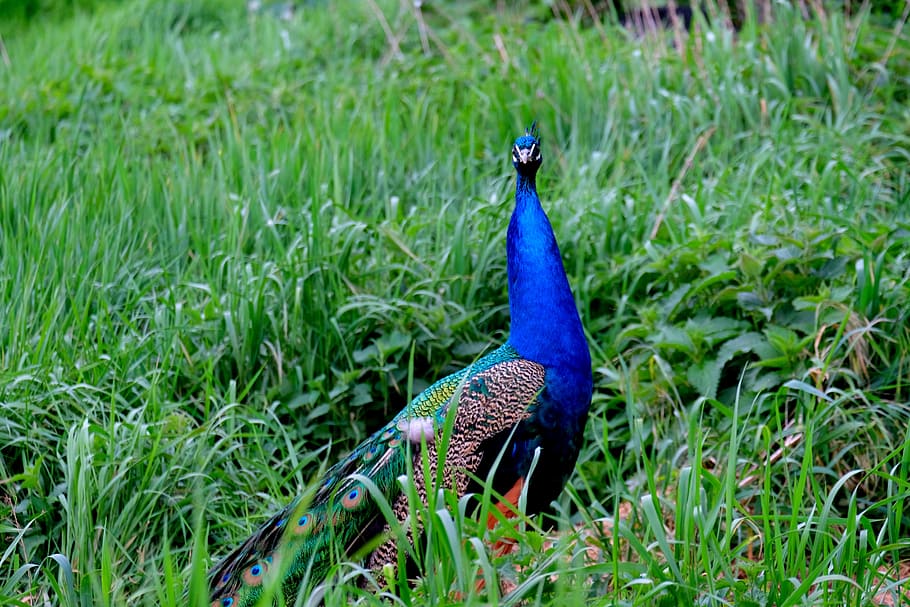 Peacock, Bird, Pride, Feather, Nature, animal, blue, colorful, HD wallpaper