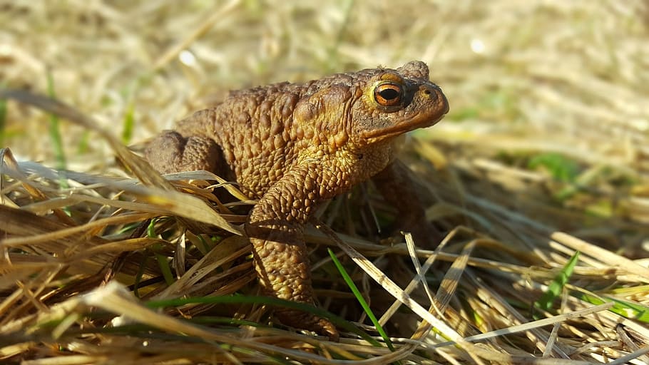 nature, animals, grass, frog, animal themes, one animal, animal wildlife HD wallpaper