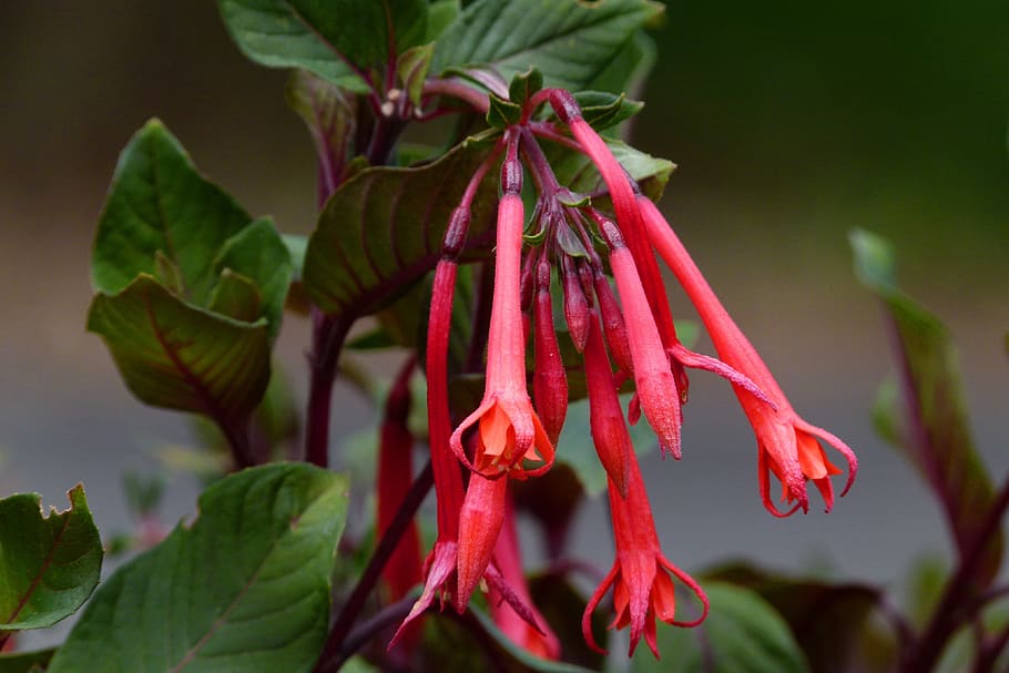 Flower, Cluster, Leaves, Plant, red, floral, bloom, nature HD wallpaper