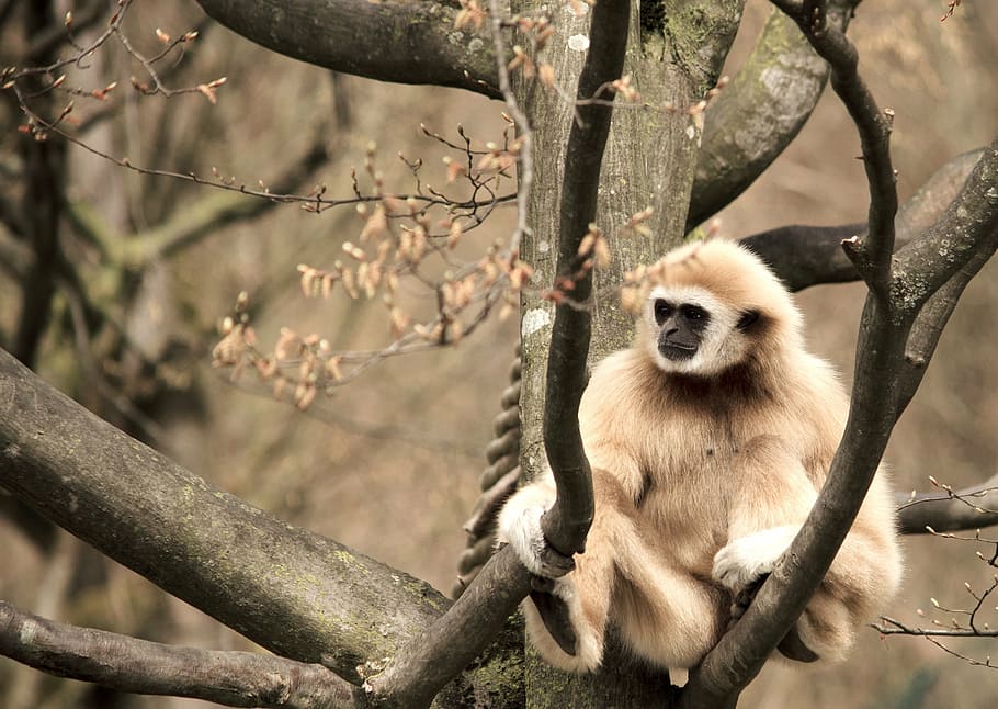 white monkey, gibbon, white-handed gibbon, primate, zoo, tiergarten