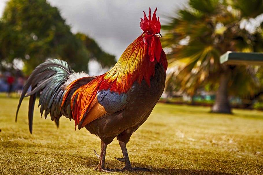 beige and red rooster, cockerel, bird, chicken - bird, animal themes HD wallpaper